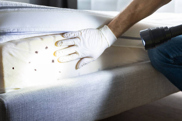 Best Ant Control Services  in Moores Mill, AL